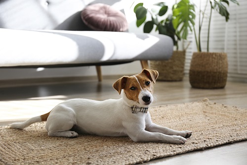 dog laying on the floor